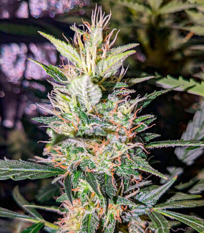 Сорт Keepers OG Autoflower fem (Seedkeepers)