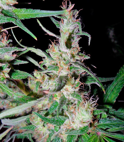 Сорт Hawaiian Snow fem (Green House Seeds)