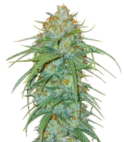 Сорт Insane OG