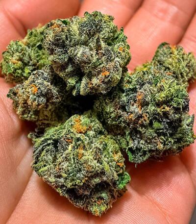 Сорт Z42 fem (FastBuds)