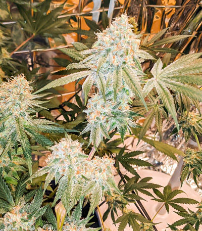 Сорт Gummy Skunk Fast Version fem (Easy Grow Seeds)