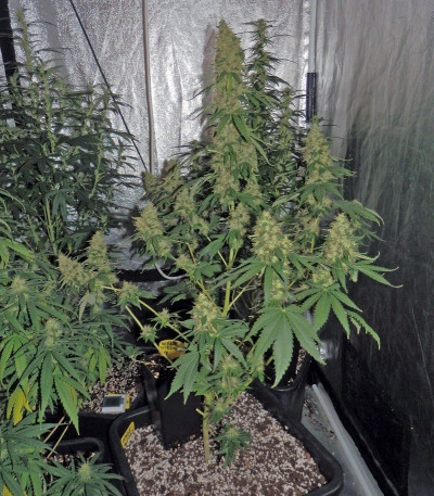 Сорт Haze Berry fem (Royal Queen Seeds)