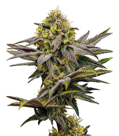 Сорт Bay Haze fem (Delicious Seeds)