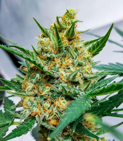 Сорт Mystical Autoflower fem (Easy Grow Seeds)