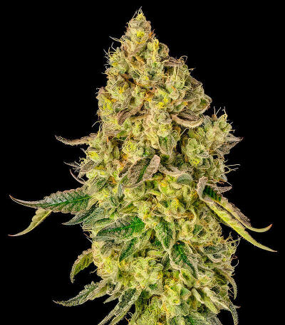Сорт Peach Cake by Cookies fem