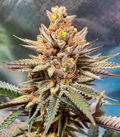 Сорт Punchberry Cookies RBX fem (Ethos Genetics)