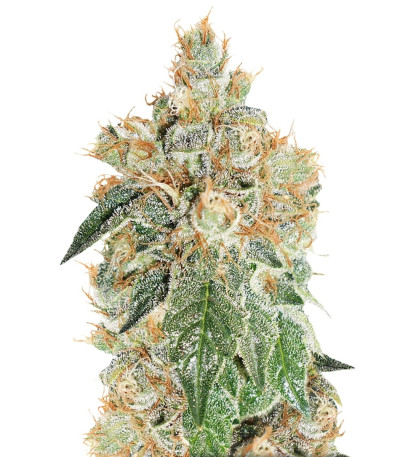 Сорт Auto Colorado Cookies шишки