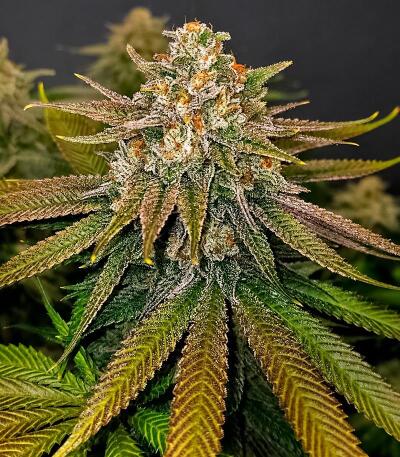 Сорт Bay Haze fem (Delicious Seeds)