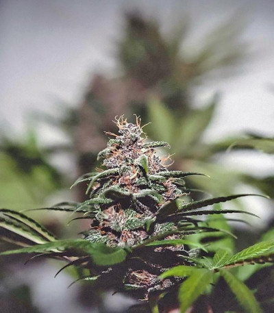 Сорт Crystal METH Auto fem (FastBuds)