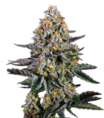 Сорт Guava Sundae Auto fem (FastBuds)