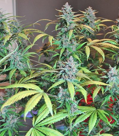 Сорт LSD-25 Auto fem