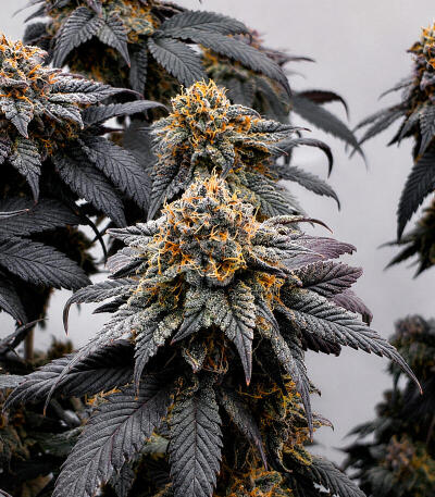 Сорт Cherry Poppers fem (Barney's Farm)