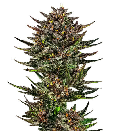 Сорт Frosted Zinn x Cookie Dog Auto fem (Barney's Farm)