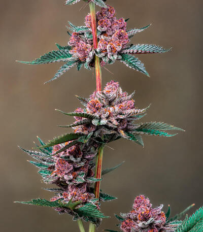 Сорт Cherry Poppers fem (Barney's Farm)