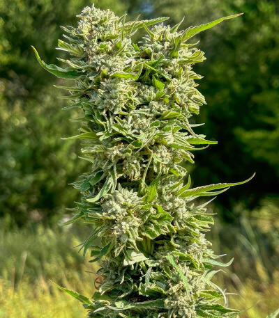 Сорт Insane OG