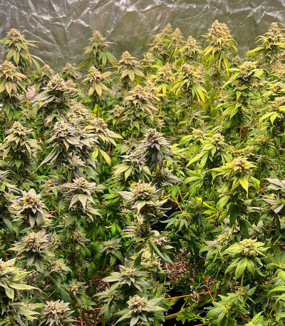 Сорт Apple Betty fem (Herbies Seeds)