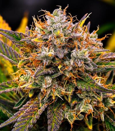 Сорт Guava Runtz Auto fem (FastBuds)