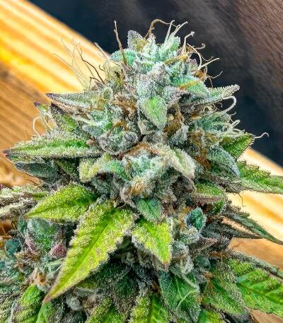 Сорт Insane OG