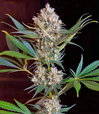 Сорт Green Poison F1 Fast Version fem (Sweet Seeds)