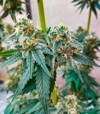 Сорт Insane OG