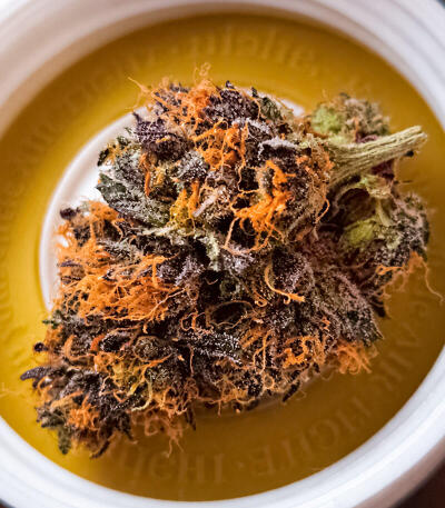 Сорт Z42 fem (FastBuds)
