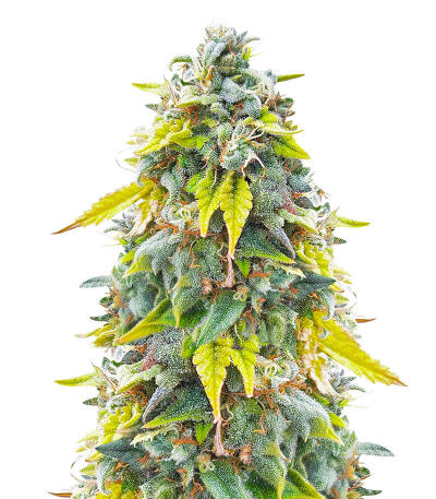 Сорт Ghost Train Haze fem (Seedkeepers)