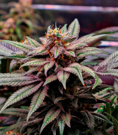 Сорт Zillions fem от Barney's Farm