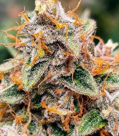 Сорт Zillions fem от Barney's Farm