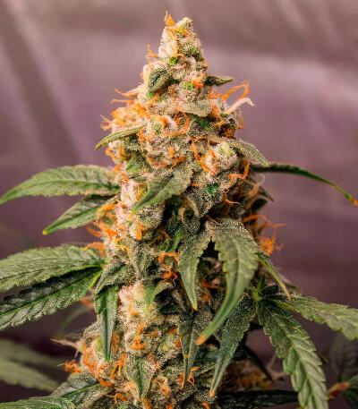 Семена сорта Ghost Chem OG Autoflower fem (Seedkeepers)