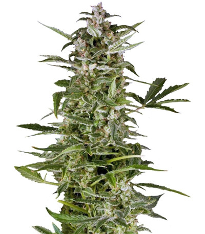 Сорт PolarLight #3 Auto3 fem