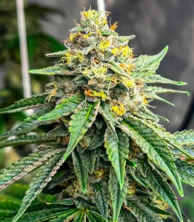 Сорт Zillions fem от Barney's Farm