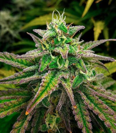 Сорт Frosted Zinn x 3 Bears OG Auto fem (Barney's Farm)