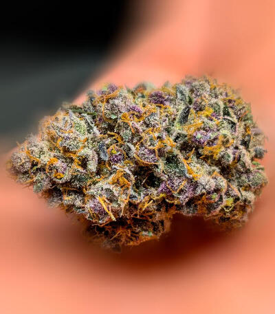 Сорт Sugar Rock by Cookies fem