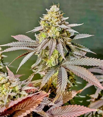 Сорт Insane OG