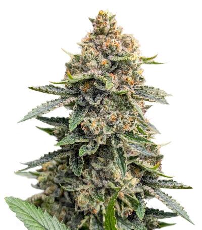 Сорт Grease Monkey Autoflower fem (Easy Grow Seeds)