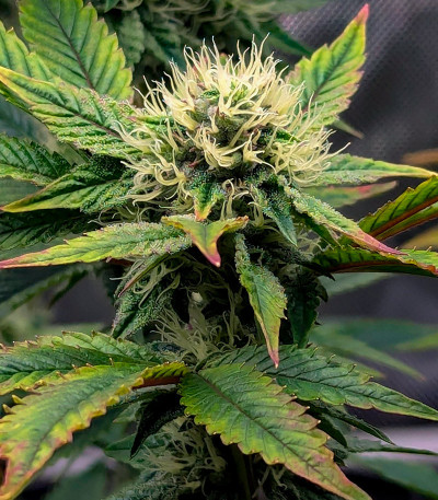 Сорт Black Cherry Gushers fem от Barney's Farm