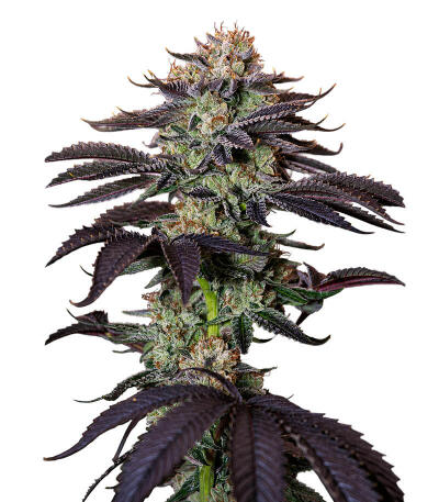 Сорт Lemon Gazzy fem (Delicious Seeds)
