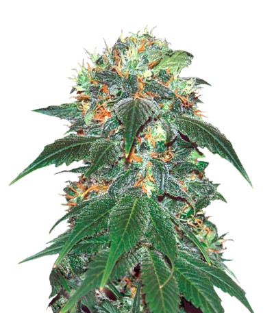 Сорт Punky Lion fem (Samsara Seeds)