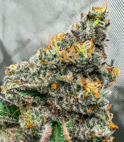 Сорт Sugar Rock by Cookies fem