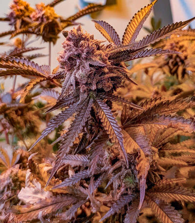 Сорт Insane OG