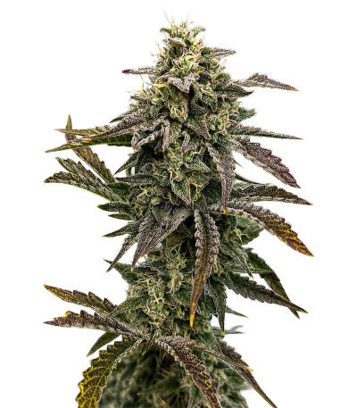 Сорт Mendo Guava Auto fem (FastBuds)