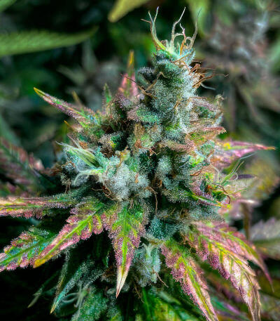 Сорт Peach Cake by Cookies fem