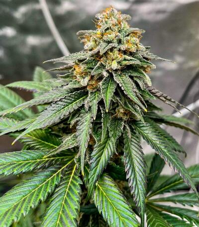 Сорт Booberry Cookies RBX fem (Ethos Genetics)