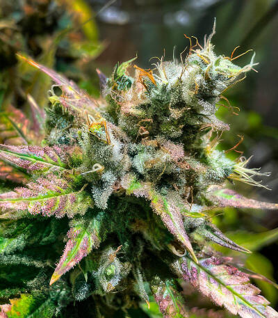 Сорт Peach Cake by Cookies fem