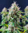 Сорт Candy Kush Fast Version fem (Easy Grow Seeds)