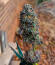 Сорт LFG fem (Barney's Farm)