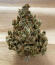 Сорт Crescendo RBX1 fem (Ethos Genetics)