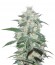 Сорт Pakistan Valley fem (World of Seeds)