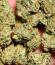 Сорт Sugar Rock by Cookies fem
