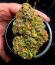 Сорт Z42 fem (FastBuds)